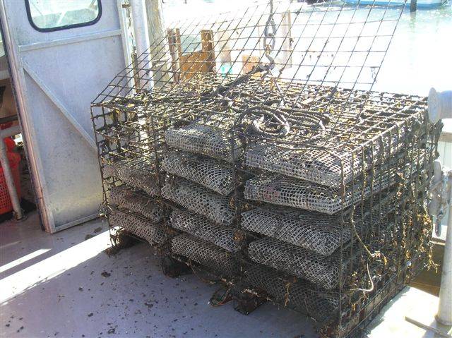 Oyster rack filled with mesh shellfish bags on the deck of a boat